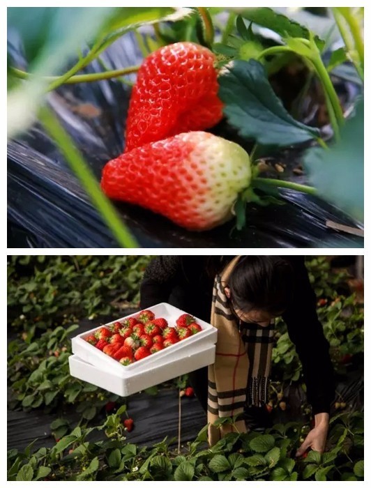 踏青采草莓的方法,春游草莓园
