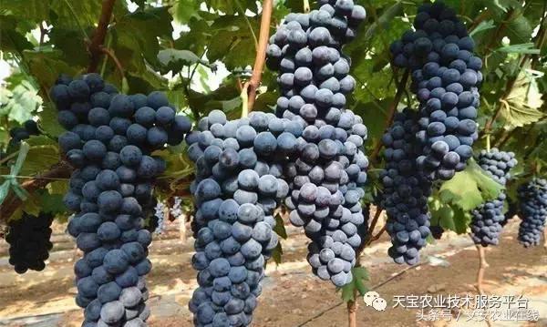 磷酸二氢钾在农作物的使用方法,磷酸二氢钾使用方法及注意事项