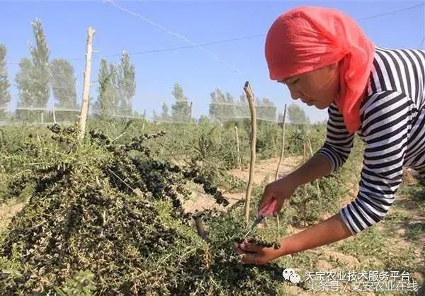 黑枸杞效果如何,种植黑枸杞利润怎样
