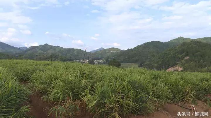 龙岩连城姑田：生姜喜获丰收特色种植助农户增收