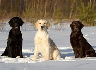 小拉布拉多可爱超萌,超萌超可爱的拉布拉多