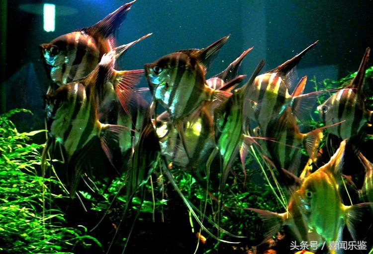 春季养鱼要注意些什么,秋季养鱼