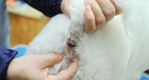 宠物狗体臭怎么除,宠物不能勤洗澡但臭怎么办