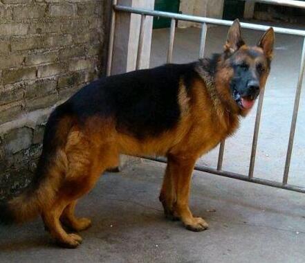 平背德国牧羊犬喂养,养德国牧羊犬的注意事项