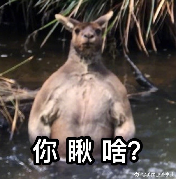 野外溪边遇见袋鼠！选择正面刚！还是马上溜？
