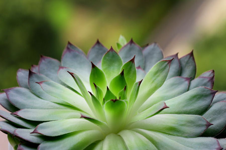 佛座莲和观音莲的区别,观音莲和佛座莲