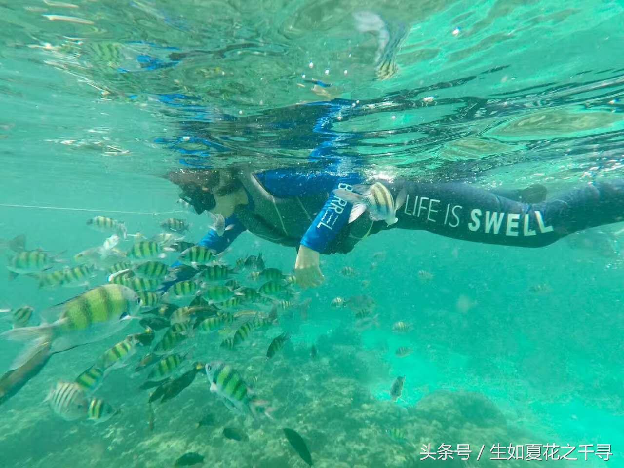 去兰卡威红树林,去兰卡威怎么玩