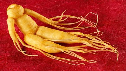 人参怎么挑选野山参,如何选择人参最好
