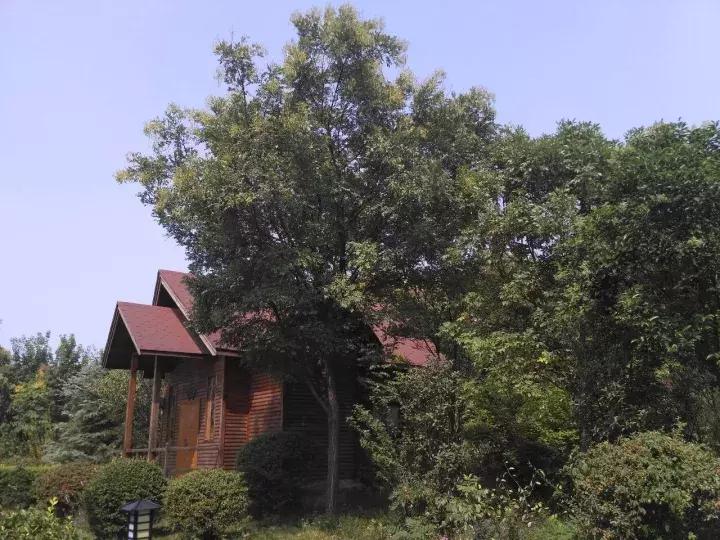 洛龙区银杏帝都温泉地址,洛阳银杏帝都温泉