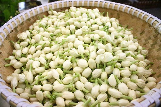 横县最美的茉莉小镇,中国茉莉之乡标志