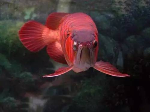 龙鱼食物有问题,什么食物对龙鱼有帮助