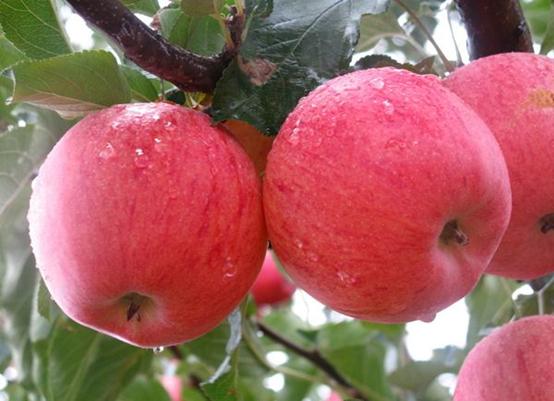 苹果是什么季节成熟最好吃,苹果最好的产地及品种
