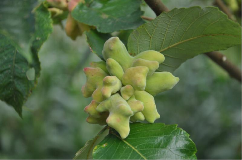 未来赚钱的行业农业,有哪些收益比较高的农产品