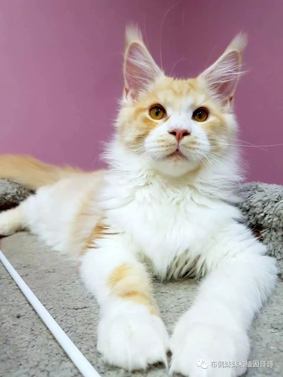 俄罗斯接回来的缅因猫,俄罗斯缅因猫带芯片