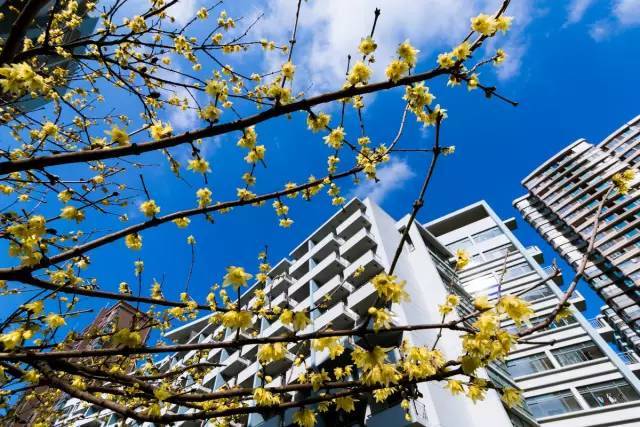 霸气！又被点名！上海这5所学校要火到全国了！