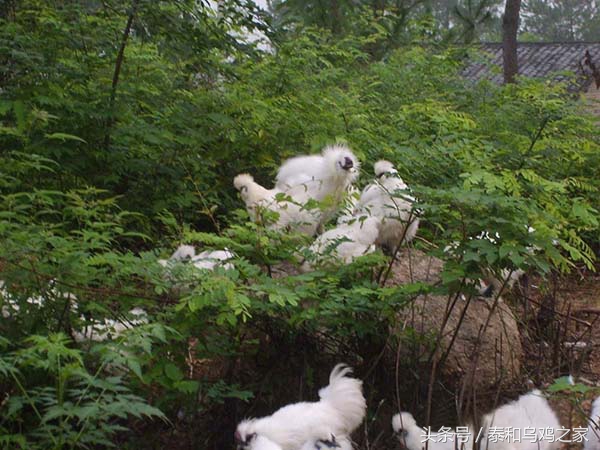 乌鸡生病最佳治疗方法,乌鸡养殖预防程序