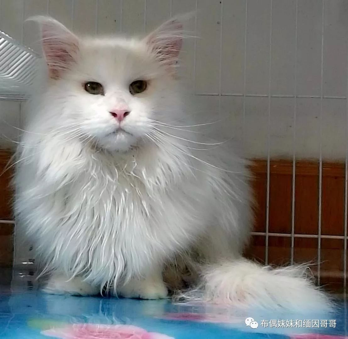 俄罗斯接回来的缅因猫,俄罗斯缅因猫带芯片