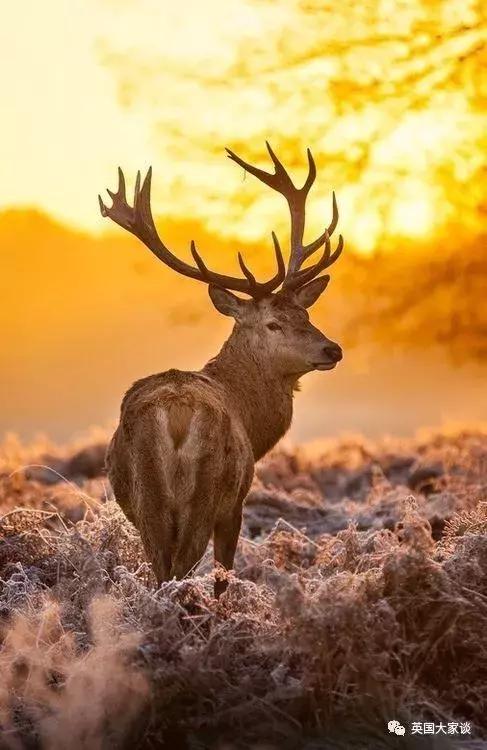 华人伦敦遭鹿攻击酿惨剧，事发地里士满公园警告：务必离鹿50米！