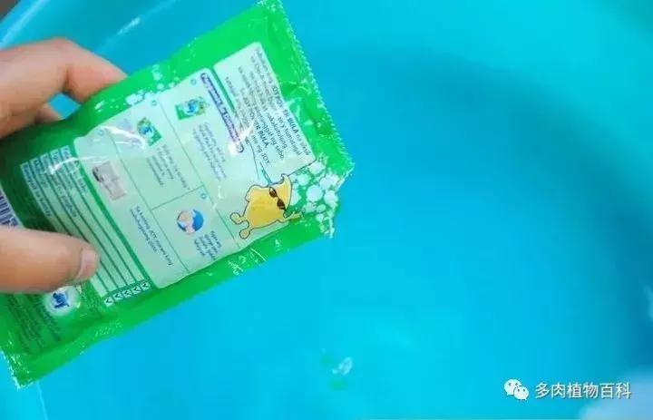 怎么防治多肉病虫害,多肉植物怎么预防白化病