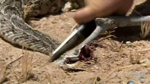 贝爷荒野求生吃恶心的东西,贝爷恶心的十大时刻