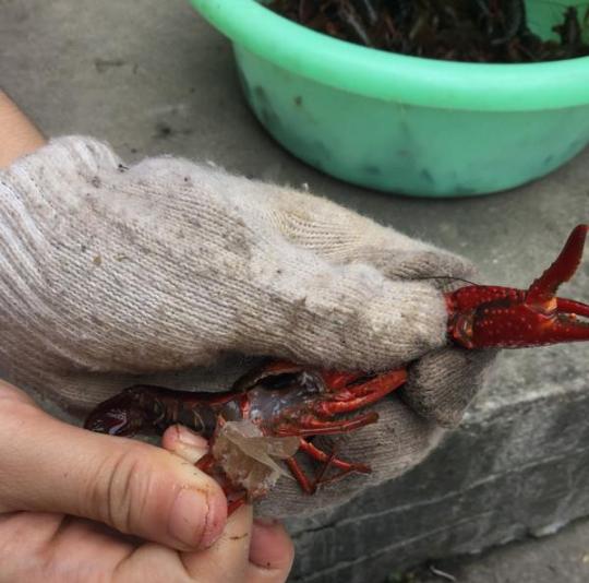 虾的10种最佳吃法怎么做好吃,虾的10种最佳吃法最简单的做法