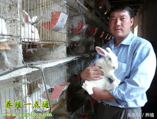 四川肉兔养殖方法,重庆肉兔养殖排行