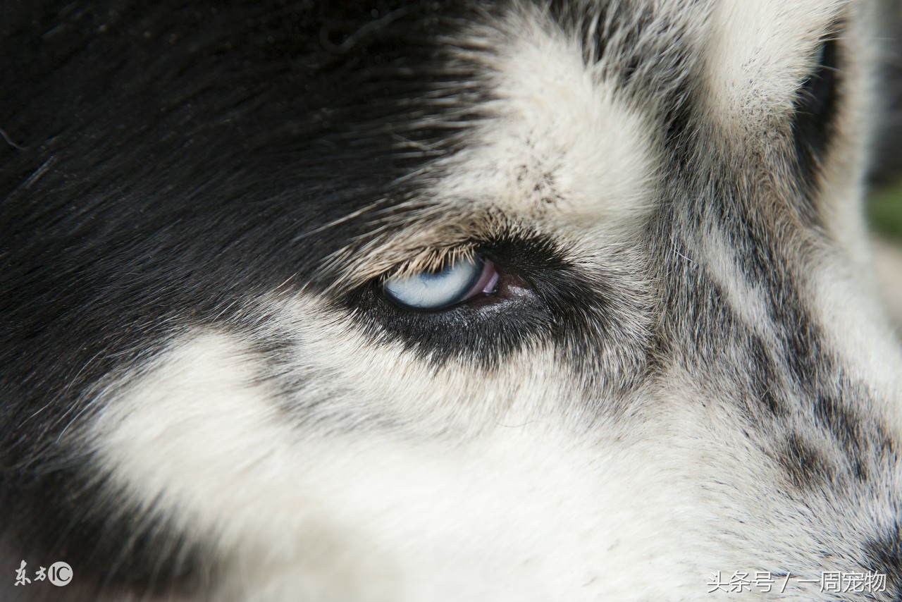 哈士奇的性格特点,哈士奇几岁性格稳定