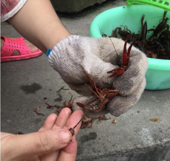 虾的10种最佳吃法怎么做好吃,虾的10种最佳吃法最简单的做法