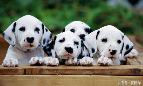 大麦町犬属于中型犬还是大型犬,斑点狗大麦町犬为什么禁养