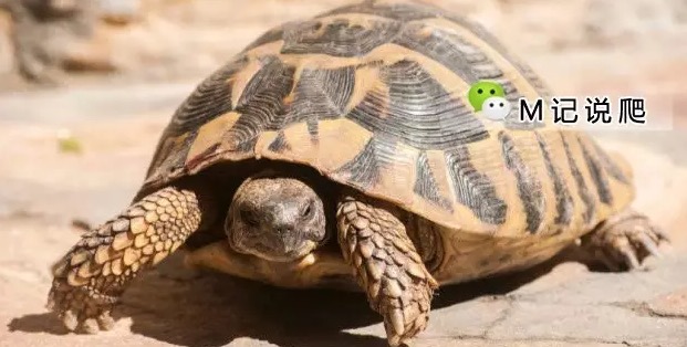 陆龟得肠炎怎么办,陆龟拉蛔虫