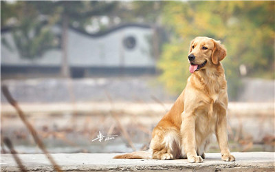 金毛犬如何训练小视频,金毛犬怎么训练泰迪