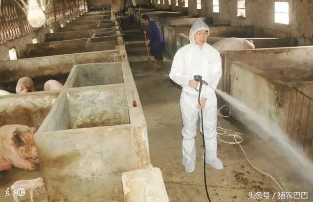 对养猪的人送什么礼物好,养猪人的福音是什么