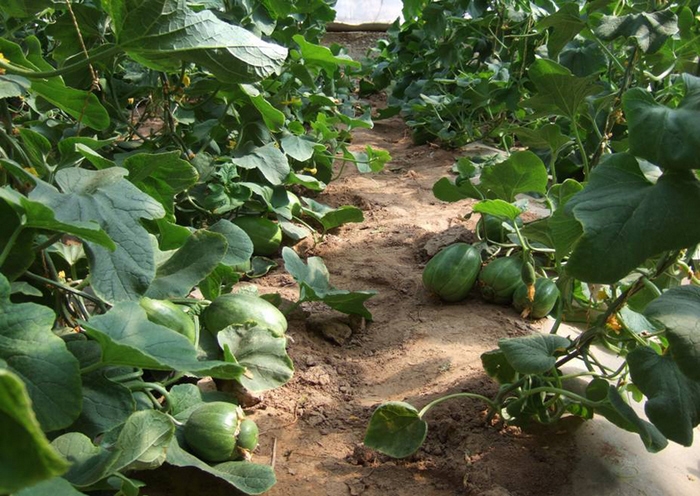 五原富硒灯笼红香瓜,五原灯笼红香瓜市场状况