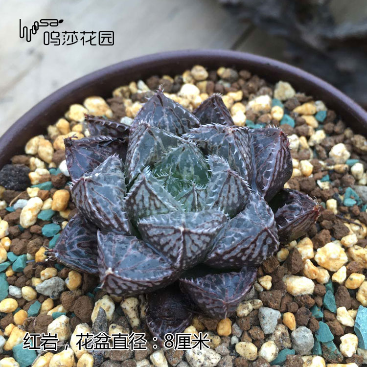 十二卷为什么越养越害怕,十二卷养好了很难烂根