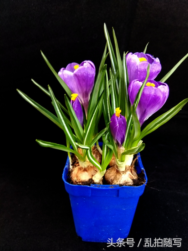 家里花草推荐,家里漂亮花草