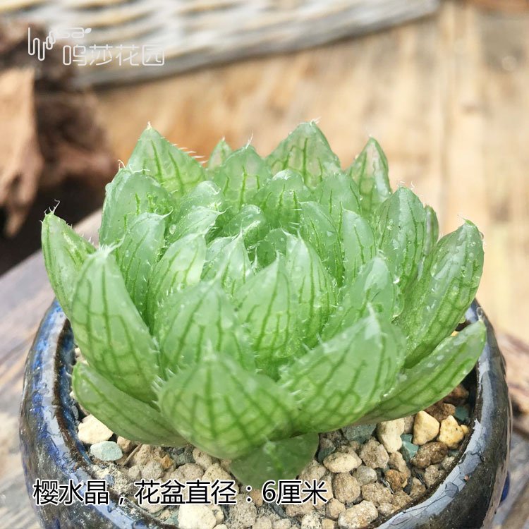 十二卷为什么越养越害怕,十二卷养好了很难烂根