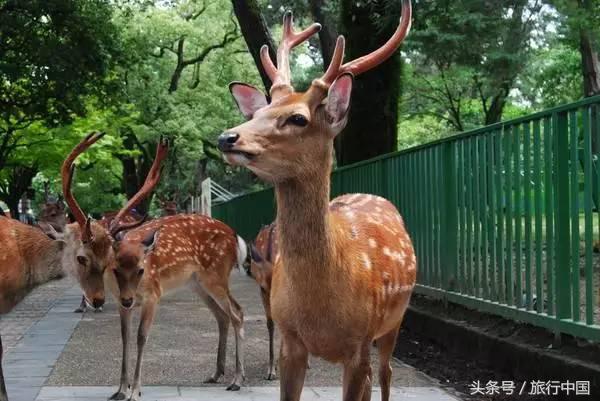 萌萌的日本奈良鹿,奈良鹿长什么样