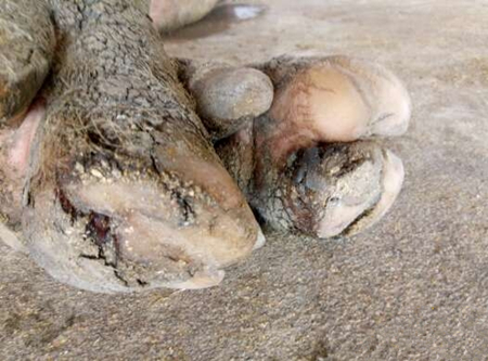 猪裂蹄最佳治疗方法,猪裂蹄病怎么治