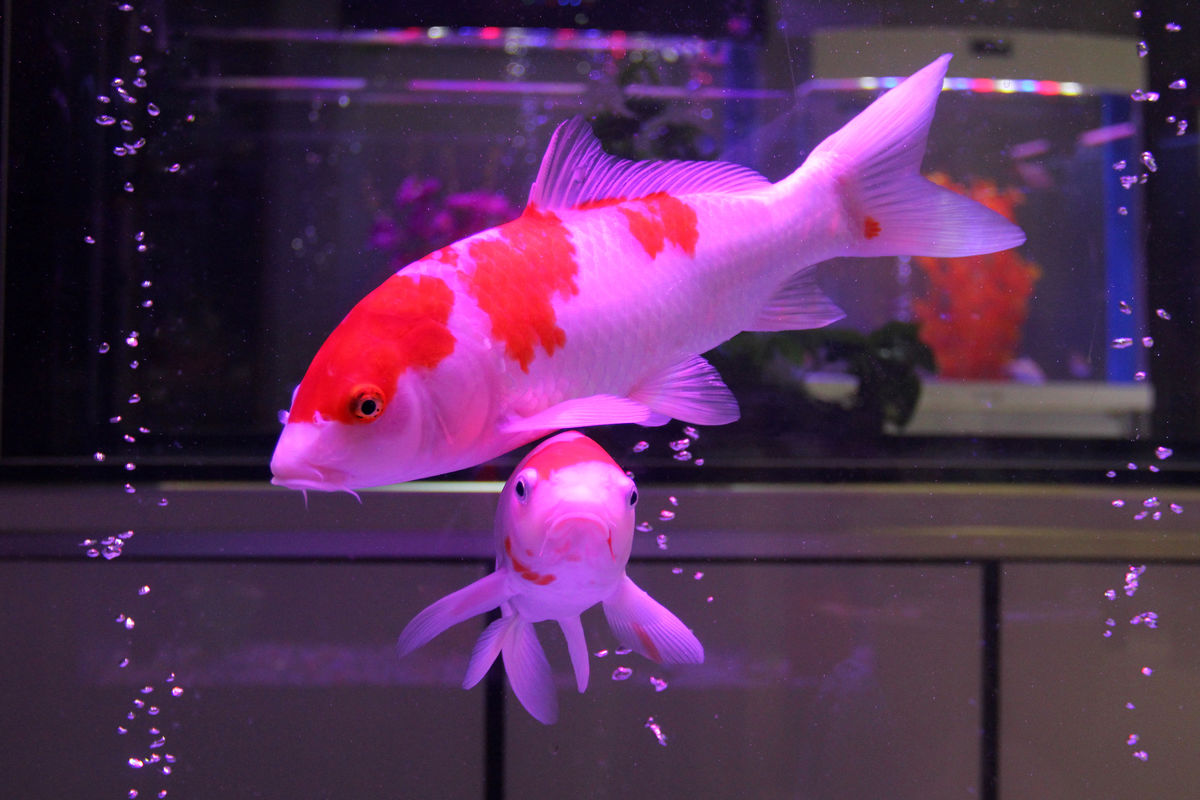 锦鲤鱼池生态过滤,锦鲤底滤缸造景