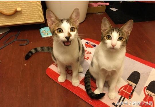 猫皇地板动作开上锁的衣柜怎么都打不开，奴才：嘿嘿！没辄了吧