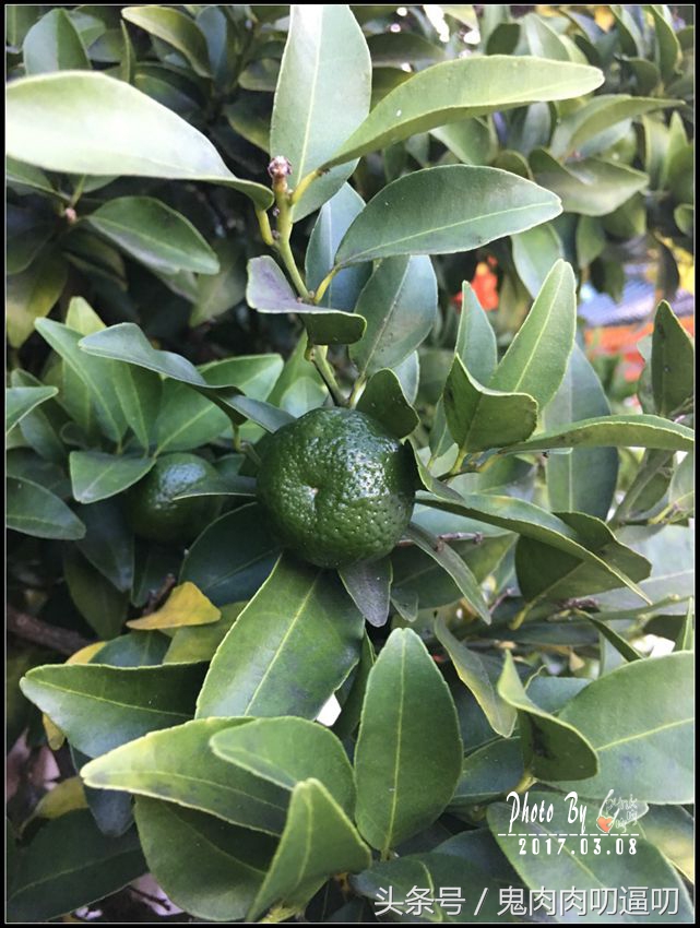 日本第一站飞大阪还是飞东京好,来日本第一个景点