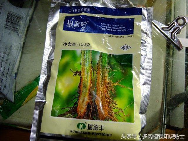 度夏多肉怎么保养,度夏简单的多肉