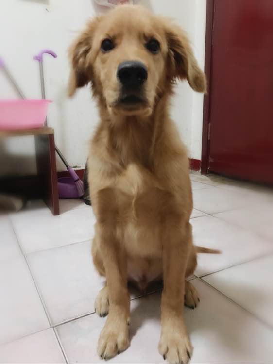 金毛掉了3颗牙,金毛啃骨头把牙齿啃掉了