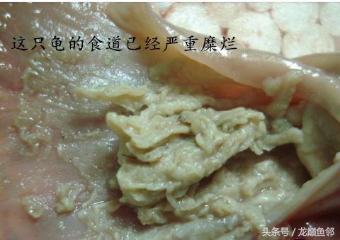 斑点池龟红脖子病,龟腐甲病最有效方法