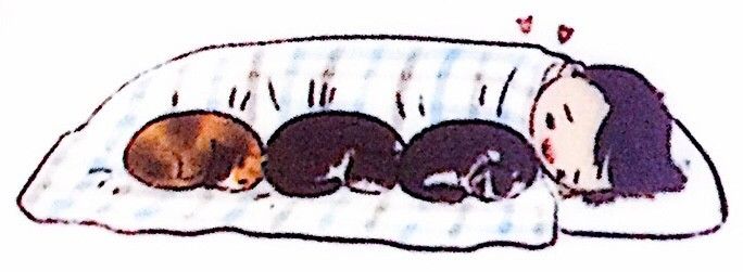 怎么照顾小奶猫最好,照顾小奶猫