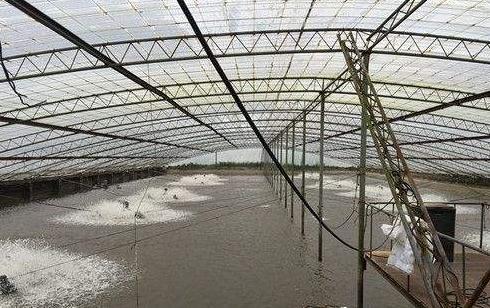 养鱼10个赚钱方法大全,农村养鱼致富技术视频