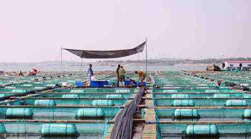 养鱼10个赚钱方法大全,农村养鱼致富技术视频