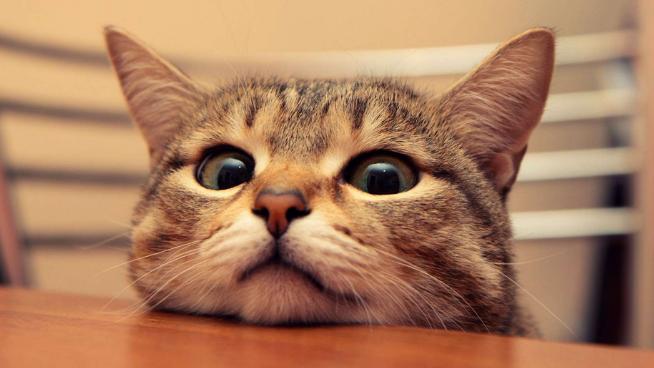 猫猫产后怎么照顾,猫猫产后消炎用什么药