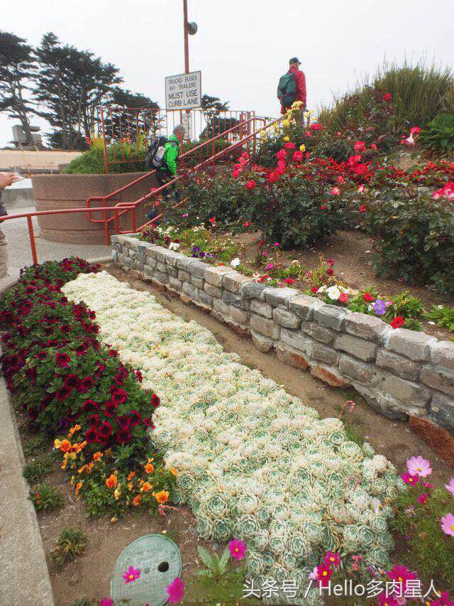 加州多肉,当花痴遇见多肉