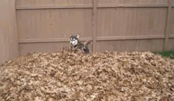 德国亚马逊直邮为什么这么贵,德国亚马逊直邮中国需要关税吗